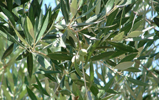 Cultivar Ogliarola